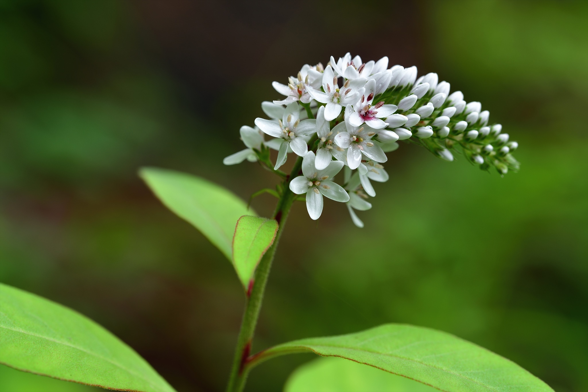 オカトラノオ 野の花山の花ウォッチング In 奥多摩