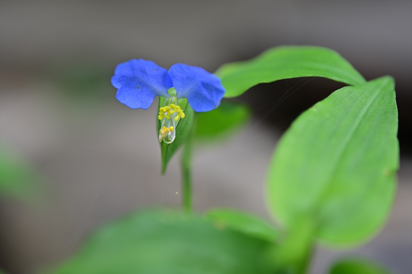 ツユクサ 野の花山の花ウォッチング In 奥多摩