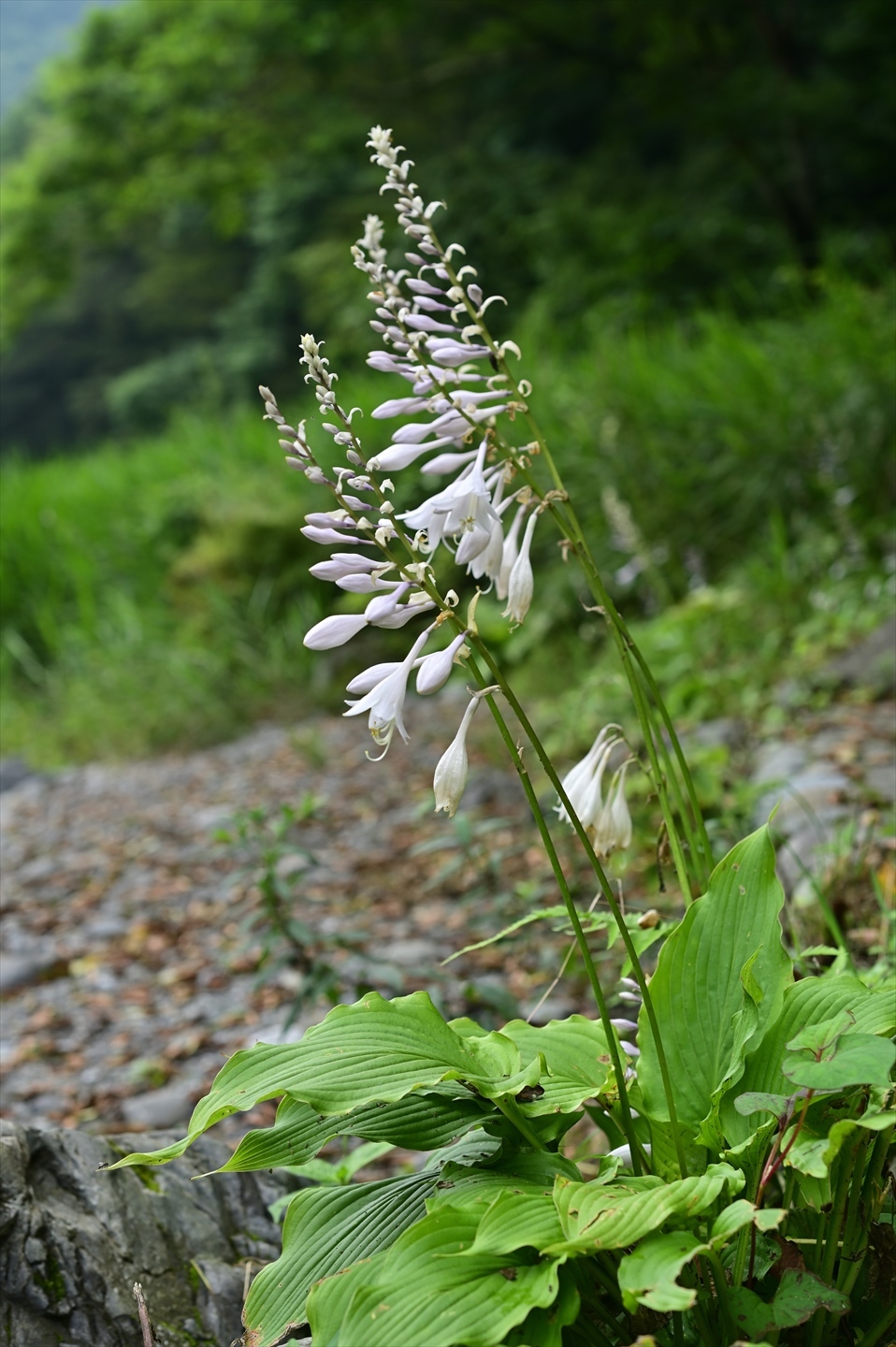 オオバギボウシ 野の花山の花ウォッチング In 奥多摩