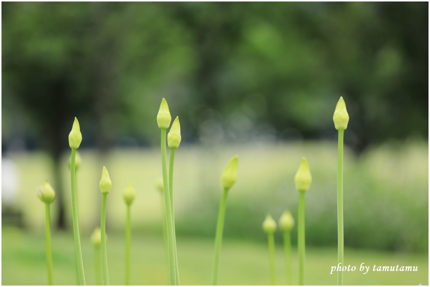 夏の花百景～アガパンサス。_e0351179_22284920.jpg