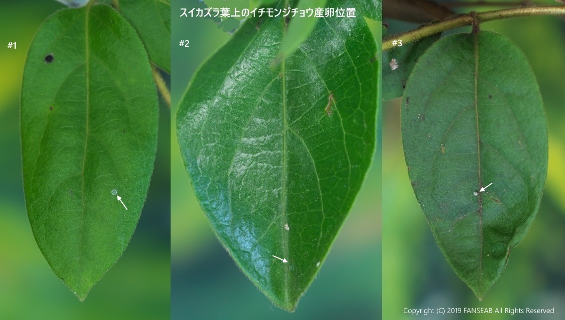 イチモンジチョウの卵(6月中旬)_f0090680_11373413.jpg