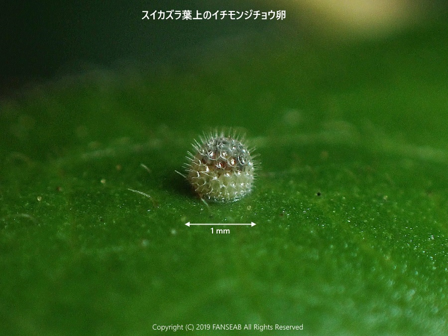 イチモンジチョウの卵(6月中旬)_f0090680_1137479.jpg