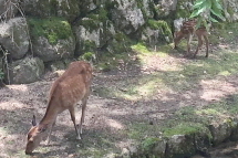 宮島の鹿_a0233991_20074713.jpg