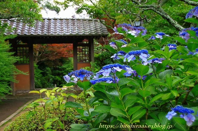 鎌倉　海蔵寺　初夏の花いろいろ_f0374092_10185766.jpg