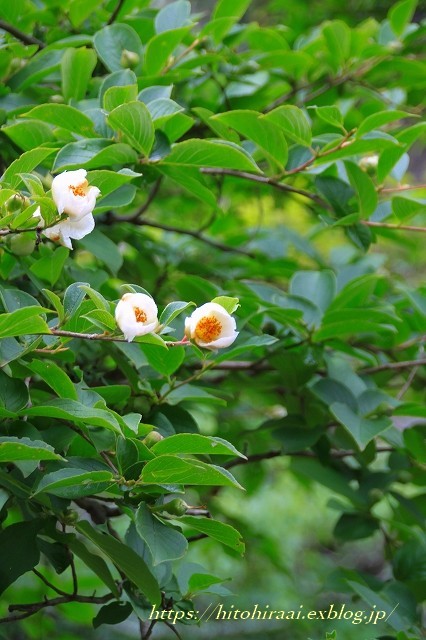 鎌倉　海蔵寺　初夏の花いろいろ_f0374092_10235781.jpg