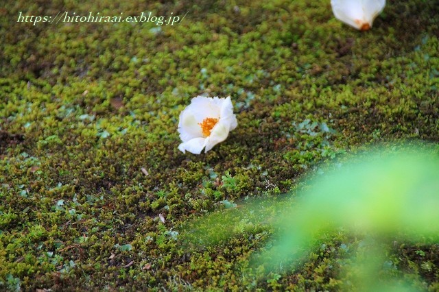 鎌倉　海蔵寺　初夏の花いろいろ_f0374092_10304213.jpg