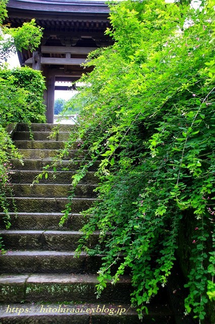 鎌倉　海蔵寺　初夏の花いろいろ_f0374092_10505092.jpg