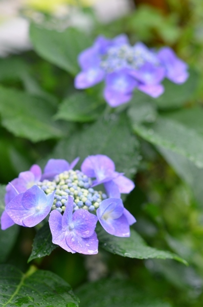 紫陽花の妖精、再び　　そして庭の紫陽花_d0025294_16273786.jpg