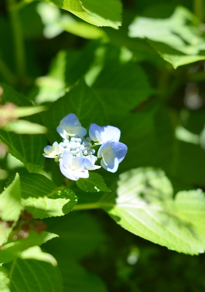 紫陽花の妖精、再び　　そして庭の紫陽花_d0025294_16275350.jpg