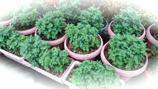 c0149195_21461261.jpg