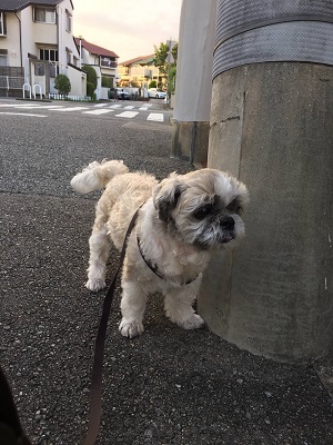 今日の王子と配線&モデム隠し。_f0372998_21332677.jpg