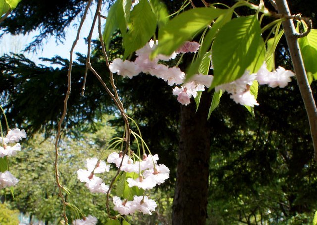 2019年5月20日（12、14日)　桜満開の西野緑道_a0345007_16555840.jpg