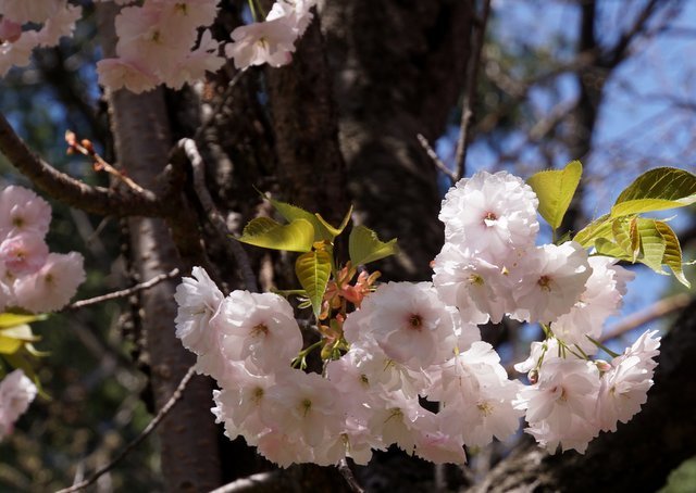 2019年5月20日（12、14日)　桜満開の西野緑道_a0345007_17055814.jpg