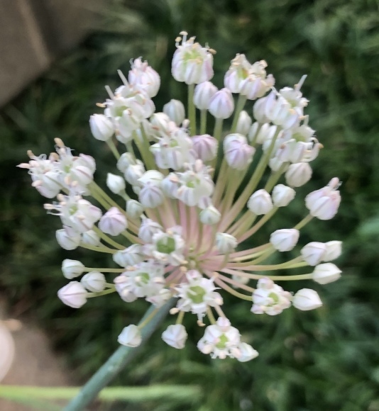 遅咲きの庭の花達 笑わせるなよ泣けるじゃないか2