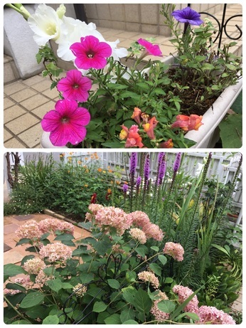 庭の花と草むしり_f0162908_21542583.jpg