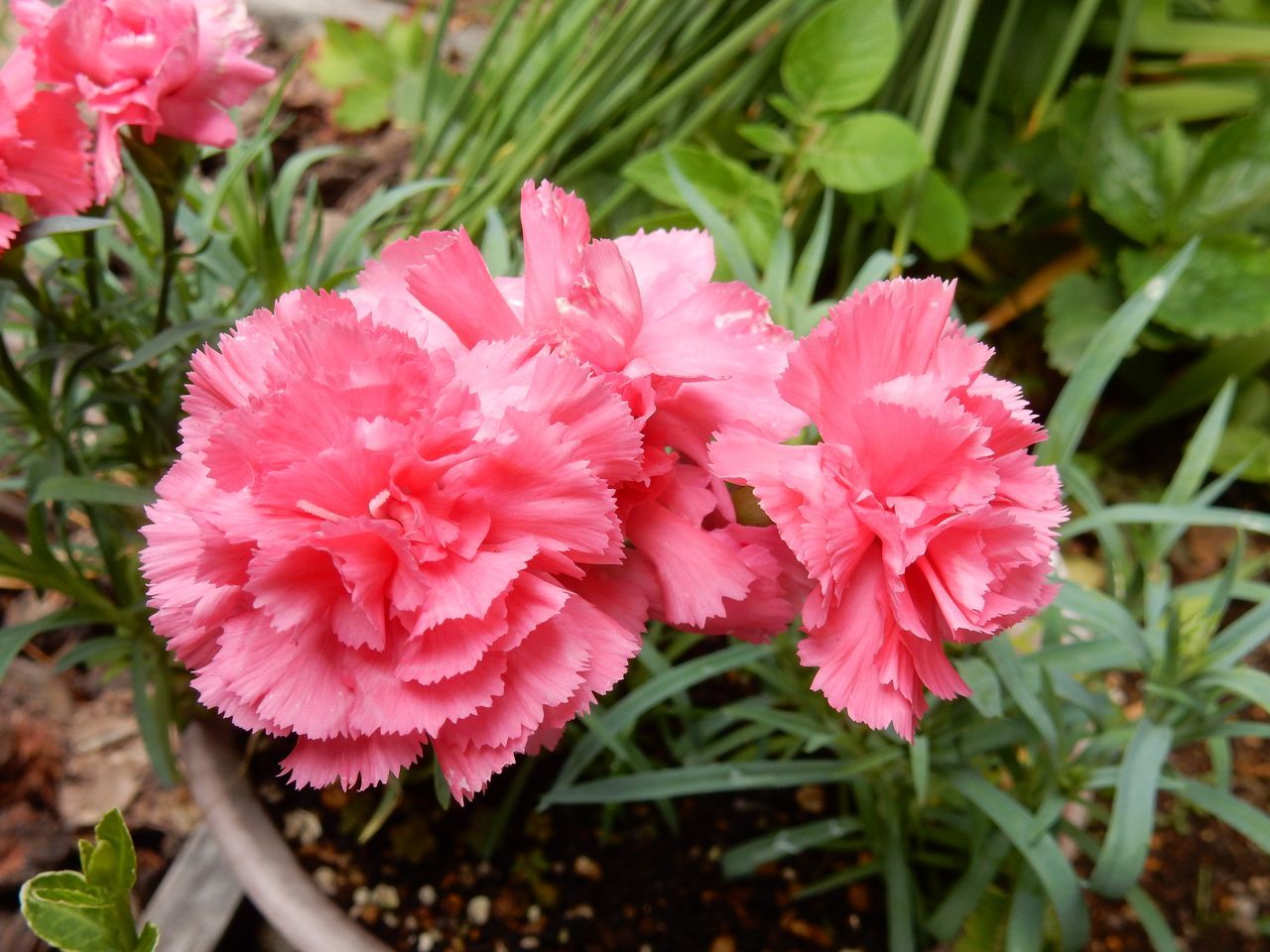 花の季節_c0025115_22443301.jpg