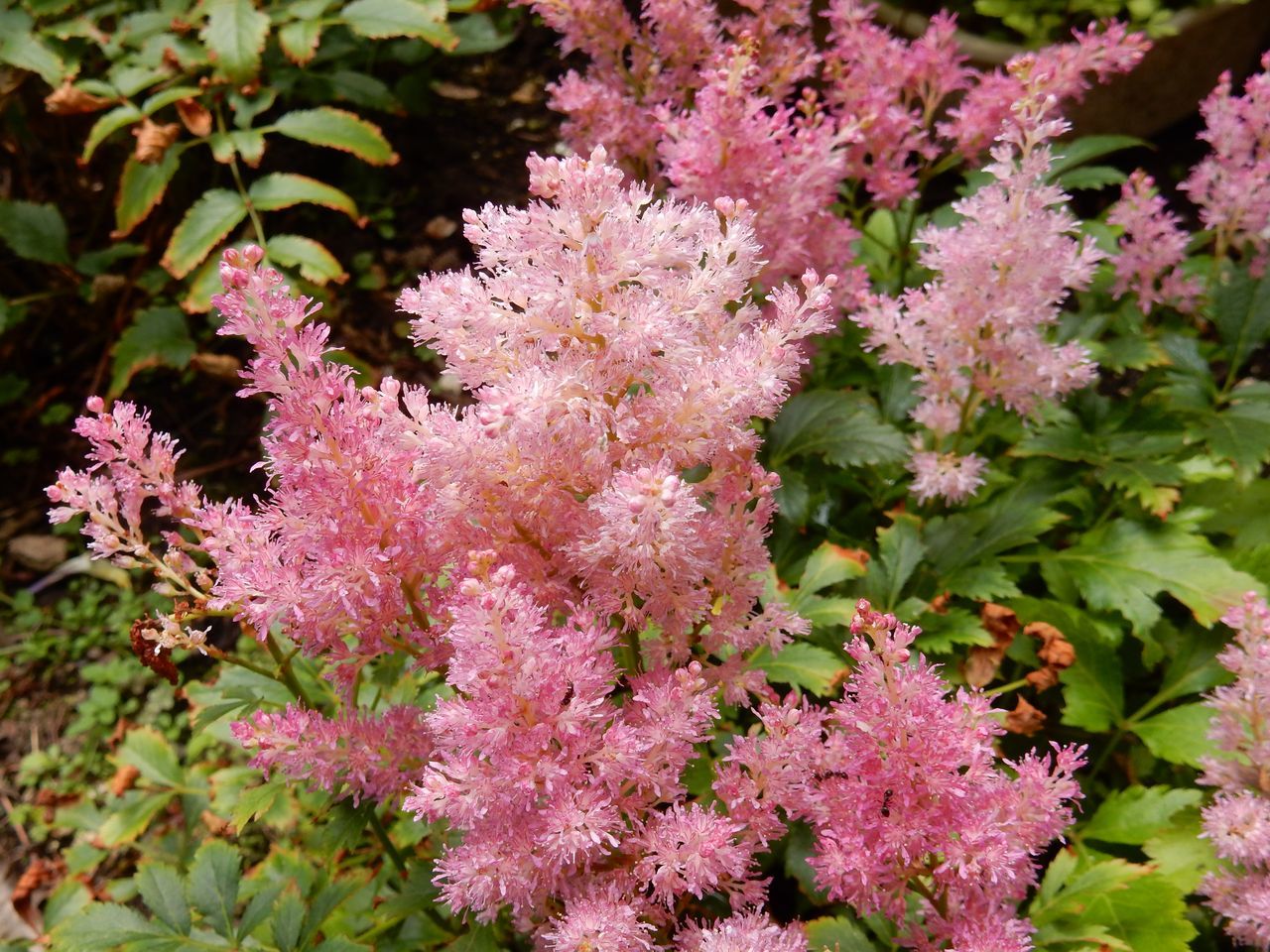 花の季節_c0025115_22460510.jpg