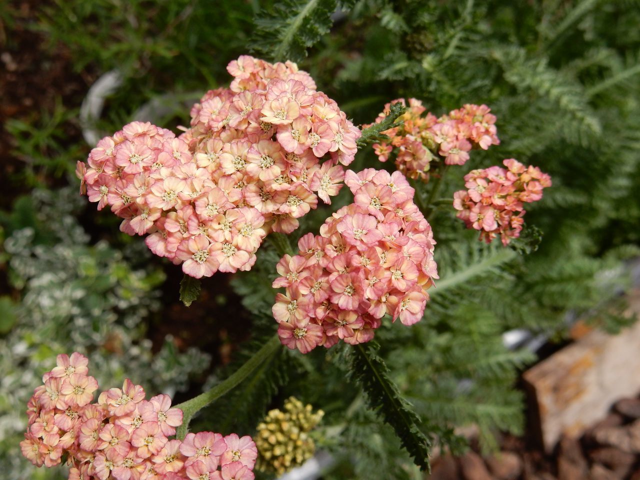 花の季節_c0025115_22461521.jpg