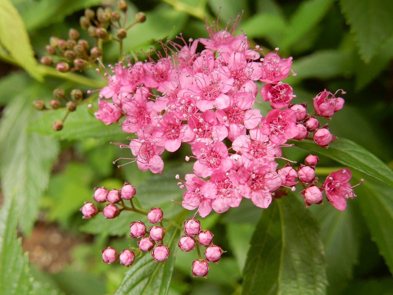 花の季節_c0025115_22461926.jpg