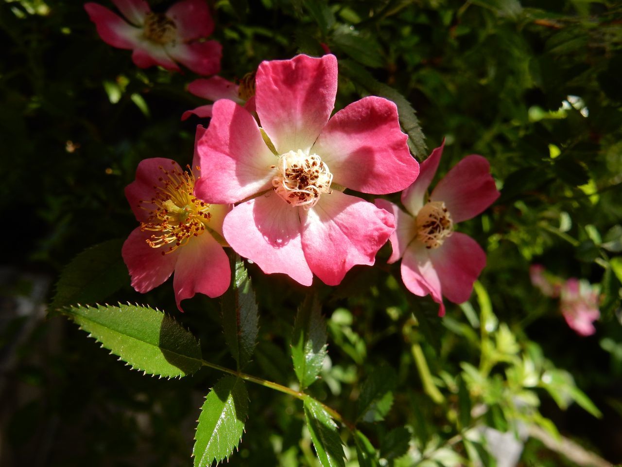 花の季節_c0025115_22462874.jpg