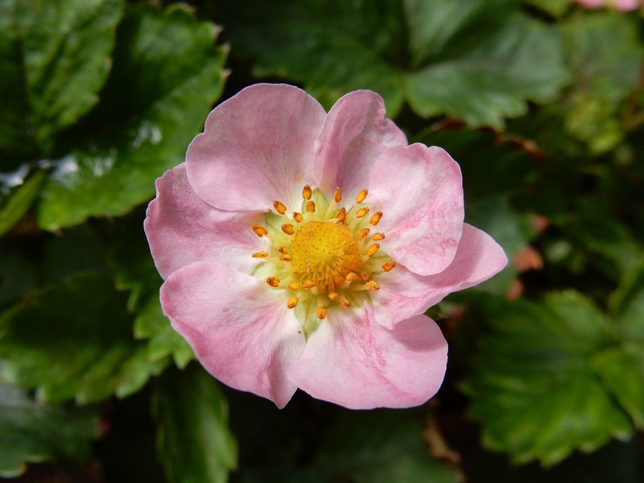 花の季節_c0025115_22463267.jpg
