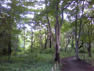 お見合でも差がつくクールビズ_b0255217_12521124.jpg