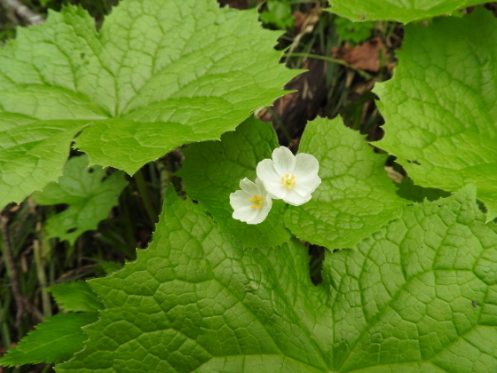 f0118332_20305245.jpg