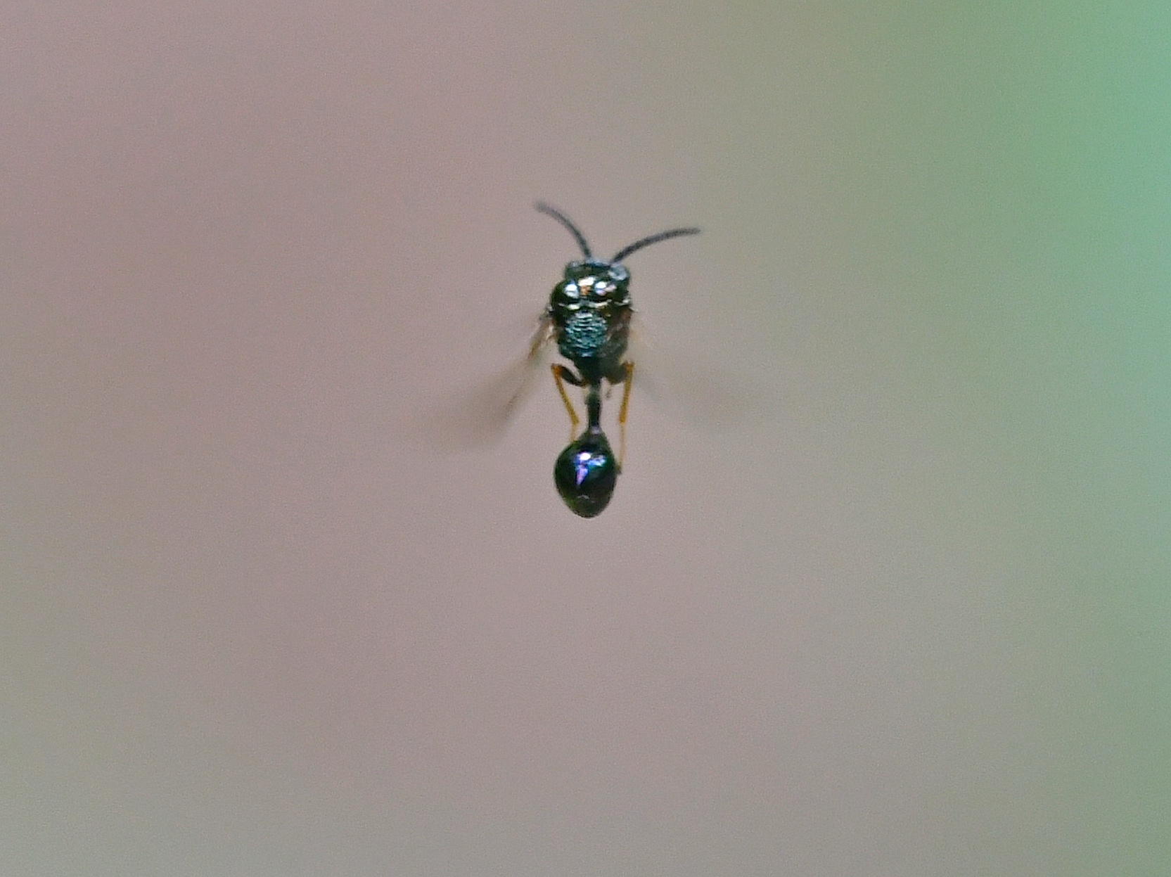 f0340732_20110349.jpg
