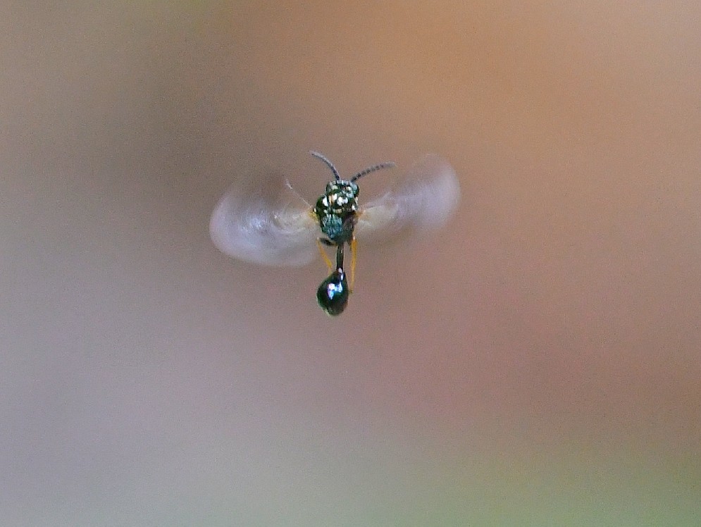 f0340732_20110354.jpg