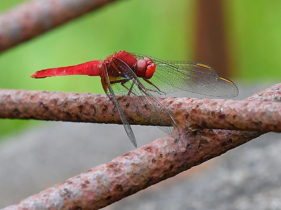 f0340732_20125334.jpg