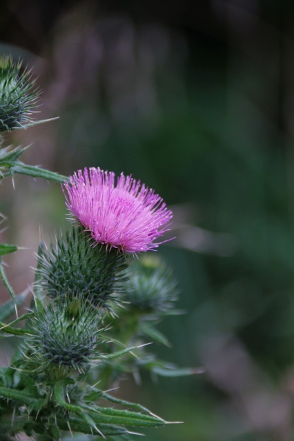 e0052135_22404247.jpg