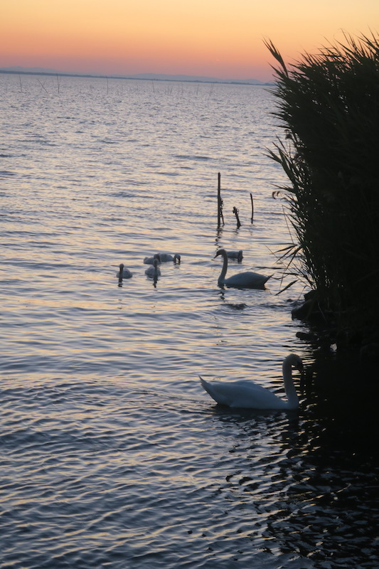 白鳥の親子たそがれのトラジメーノ湖に_f0234936_548620.jpg