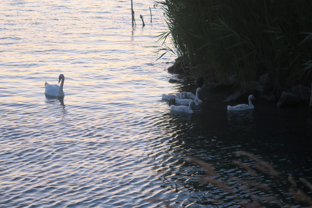 白鳥の親子たそがれのトラジメーノ湖に_f0234936_5492087.jpg