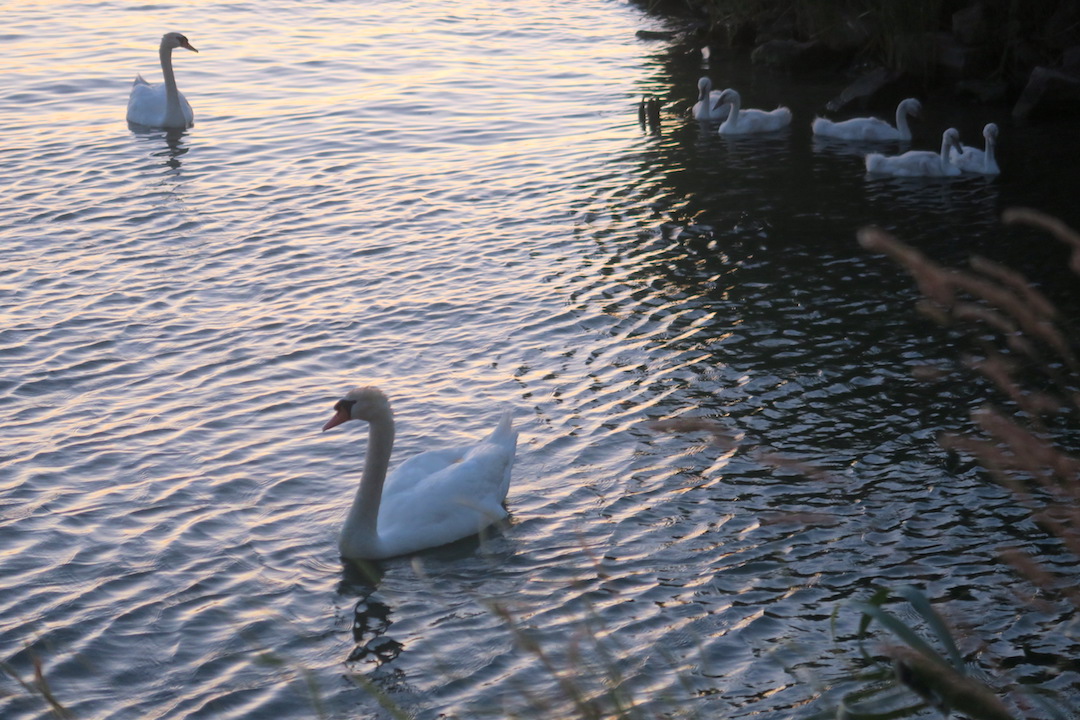 白鳥の親子たそがれのトラジメーノ湖に_f0234936_5522283.jpg