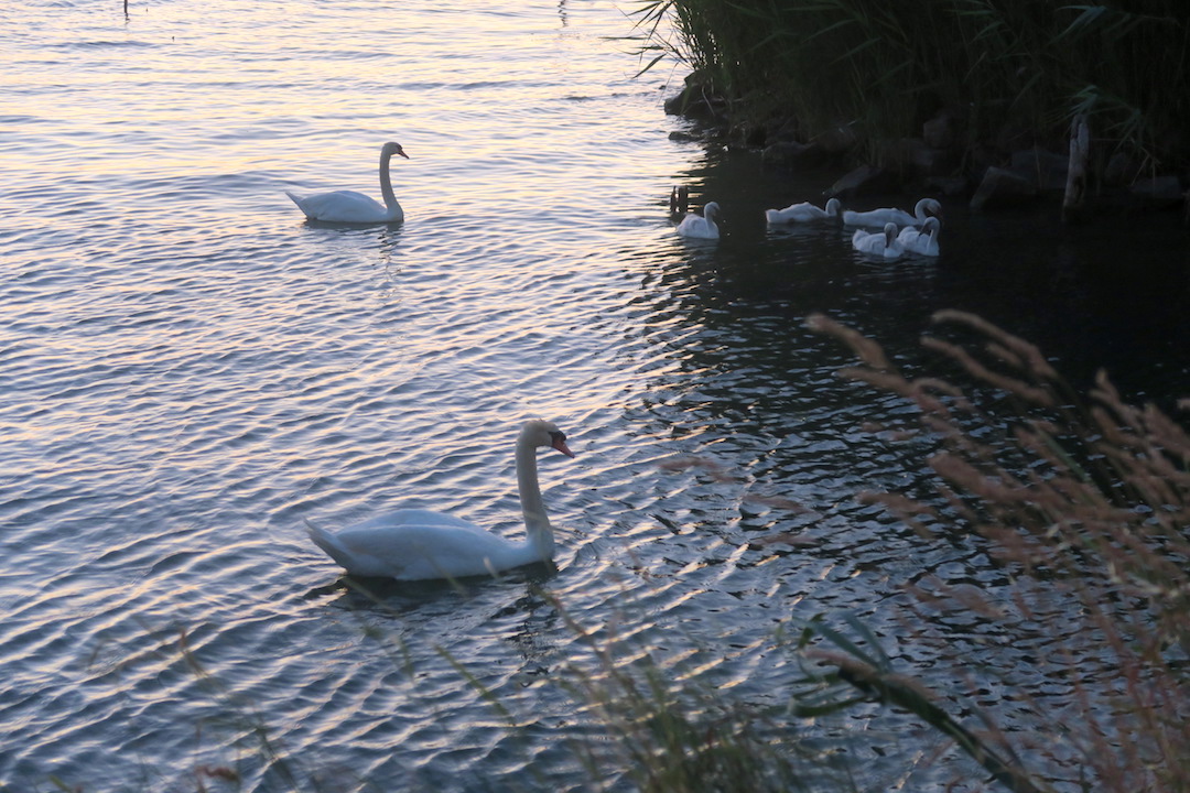 白鳥の親子たそがれのトラジメーノ湖に_f0234936_5541955.jpg