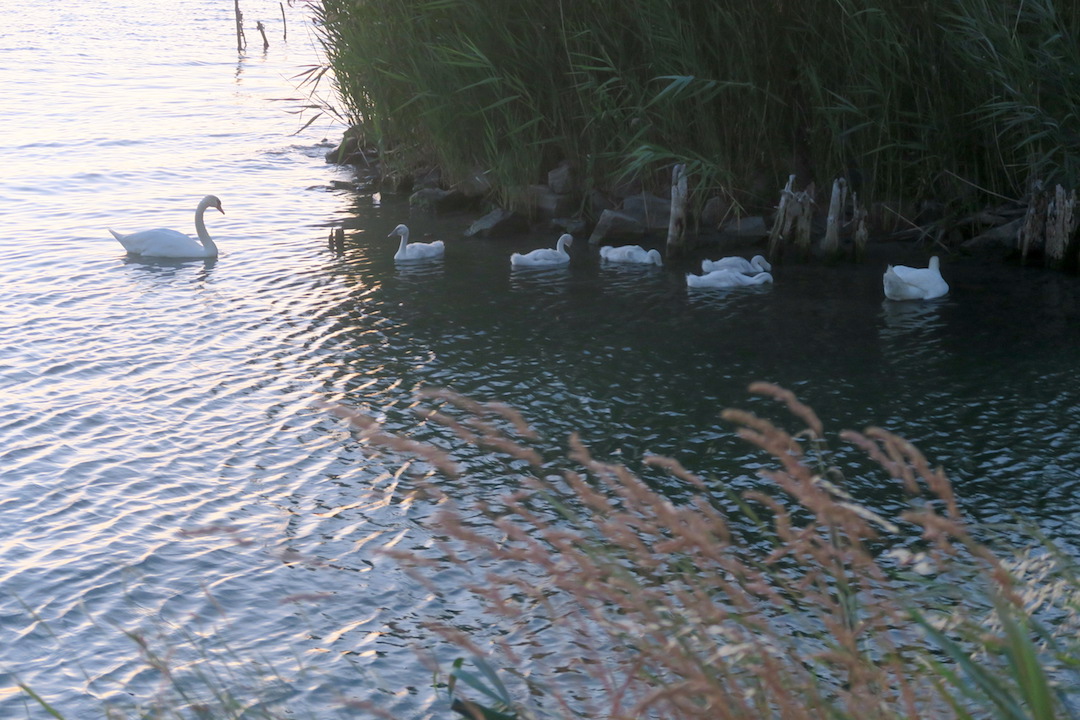 白鳥の親子たそがれのトラジメーノ湖に_f0234936_55595.jpg