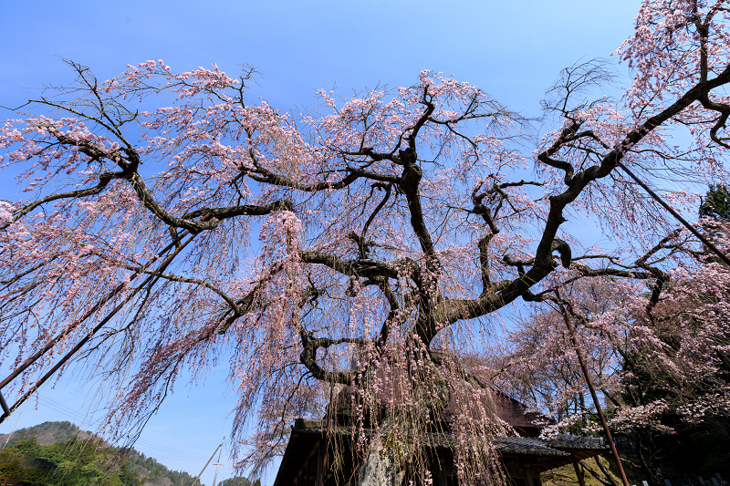 桜咲く奈良2019　西光寺・城之山桜_f0155048_0114752.jpg