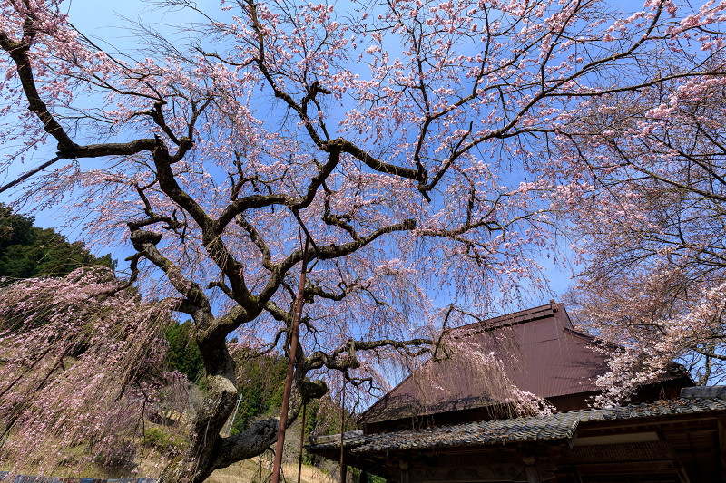 桜咲く奈良2019　西光寺・城之山桜_f0155048_012046.jpg