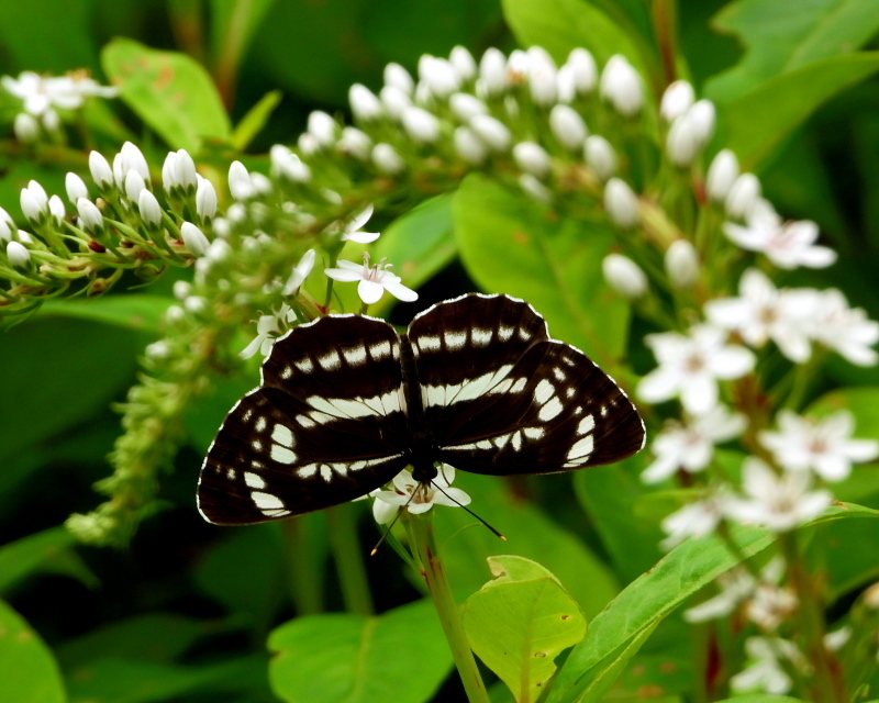 c0305565_17525510.jpg