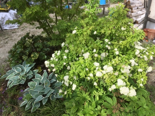 2019 うちの庭 ころけろ畑 2019 うちの庭 ころけろ畑