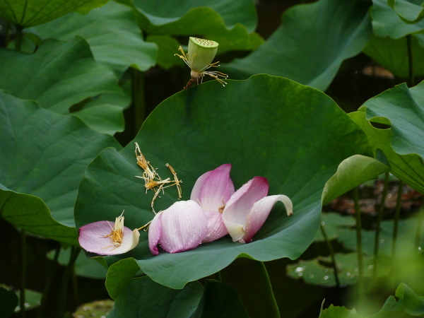 雨上がりの蓮池に鷺_a0351368_11205222.jpg