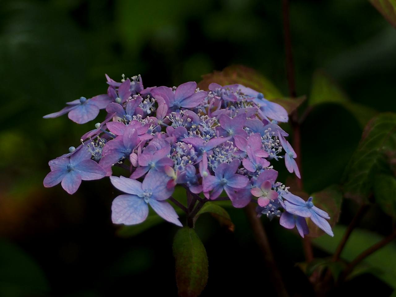 c0183777_15543587.jpg