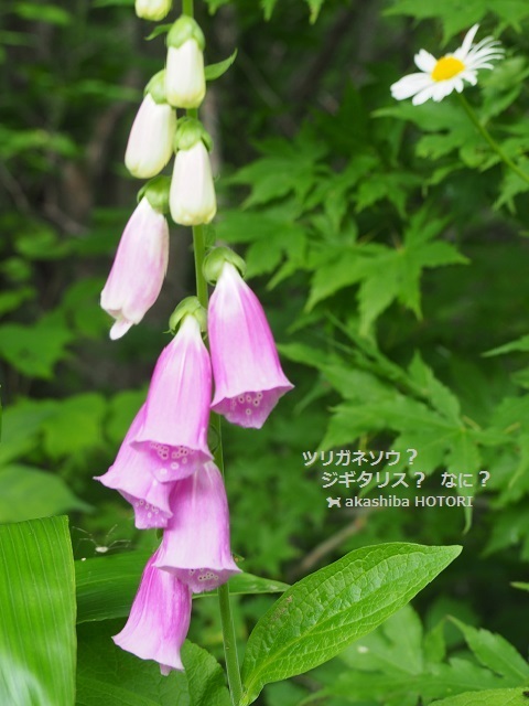 f0150377_16475435.jpg
