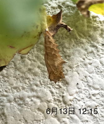 e0012580_16035015.jpg
