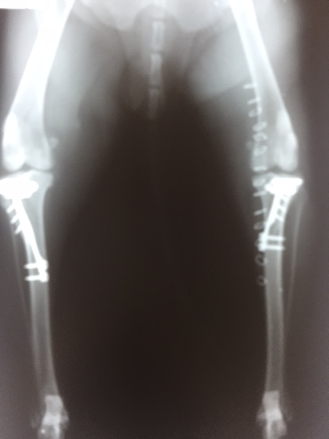 両側の前十字靭帯断裂に対してTTA手術を行い良好な回復が得れました。_b0350282_20584461.jpg
