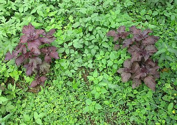 f0003283_08263650.jpg