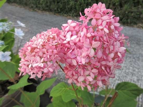 アジサイ ピンクアナベルと隅田の花火 の んびり