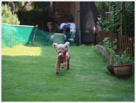 b0175688_01124104.gif