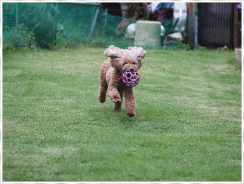 b0175688_21050252.gif