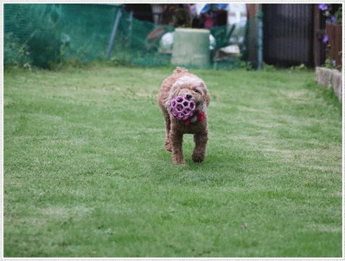 b0175688_21050555.gif
